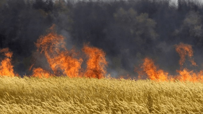 Hungary Destroys GMO Fields 678x381