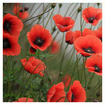 Thumbnail Image 1